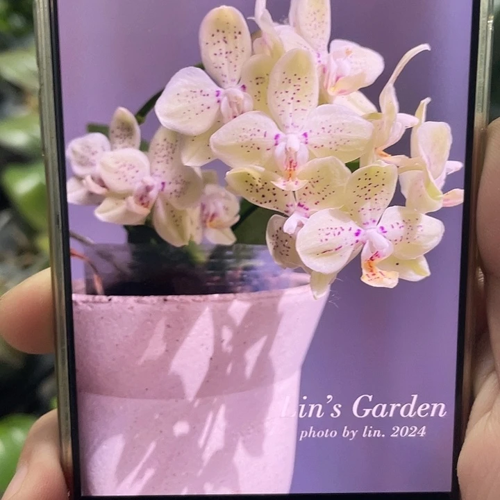 完全开放糯米团子2.8寸带花剑根好请凑单