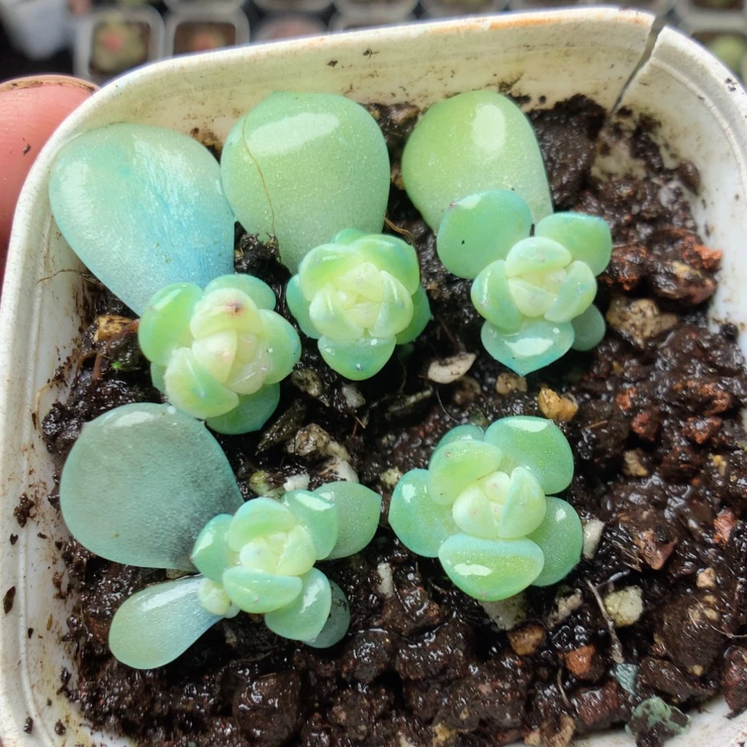 无花朵Q30。财富yyyyyy