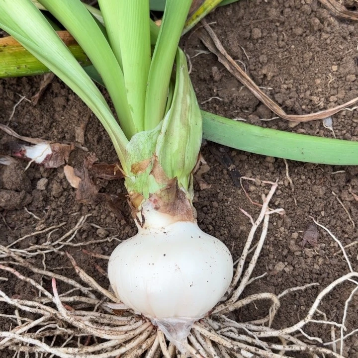 无花朵糖果仙女包对版三号