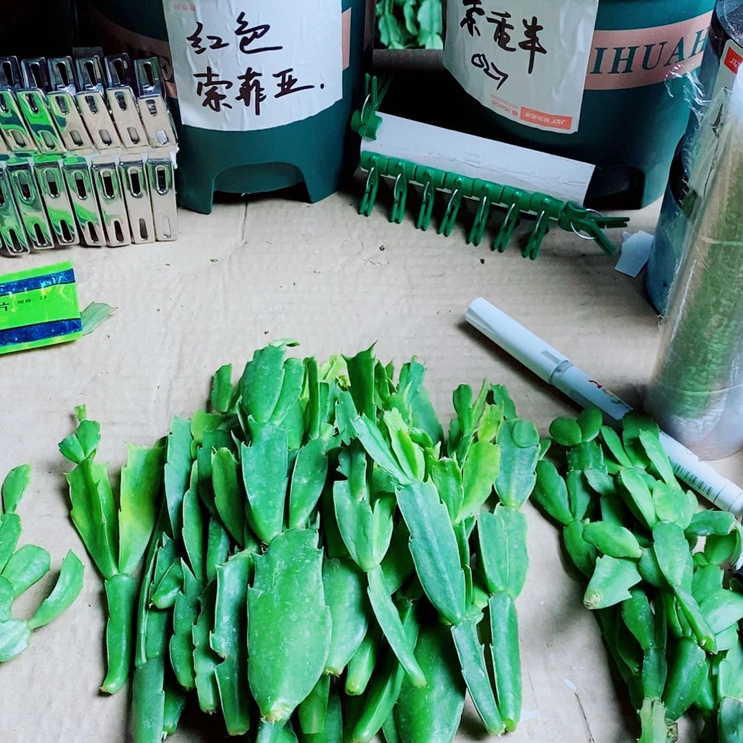一***顺无花朵叶片福利一物一拍