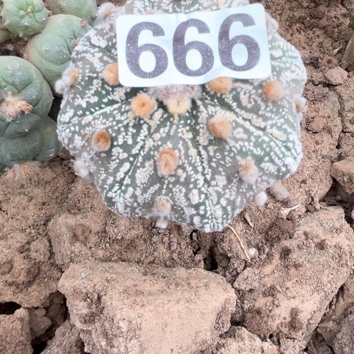 *****666号仙人球开花了