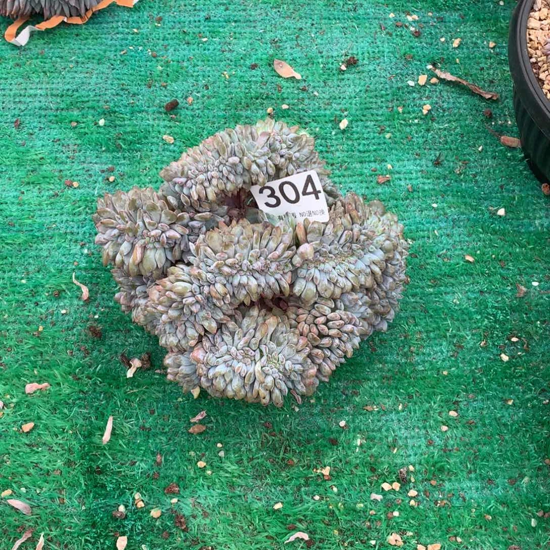 青***莉304橙子缀化多肉植物有瑕