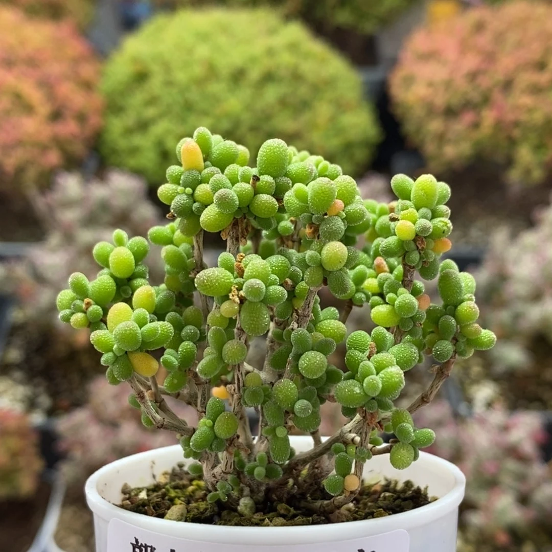 糖豆米4295枝干番杏