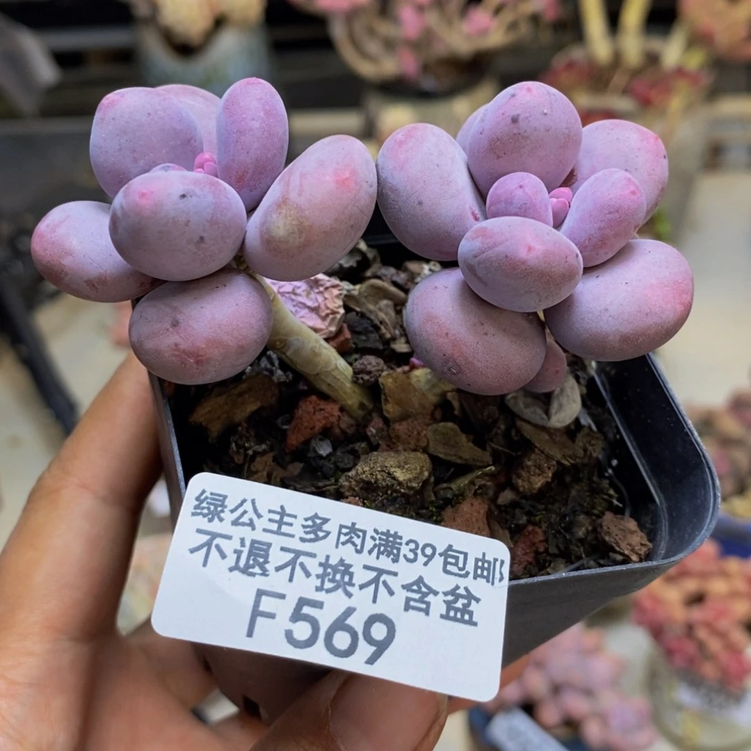 569彩虹奶多肉6c m