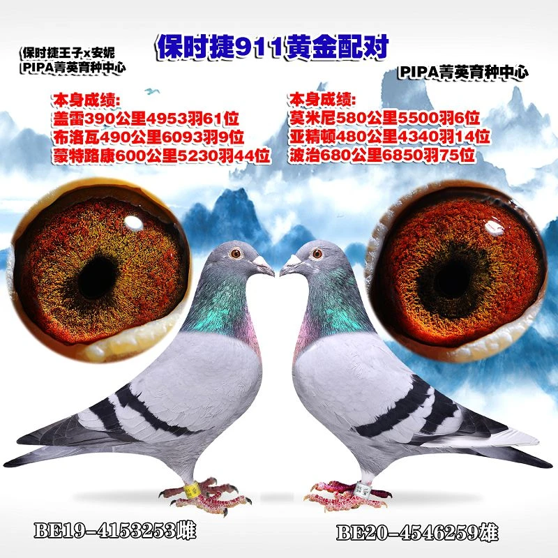 信鸽赛鸽公棚成绩鸽比利时圆环血统鸽种鸽实战家族优质育种赛鸽