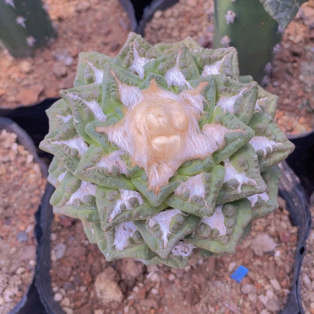 2号嫁接超小叶龟甲牡丹