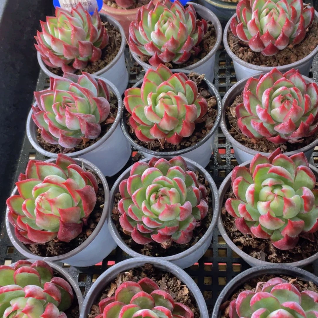 量拍107号 惊鸿仙子单头一个