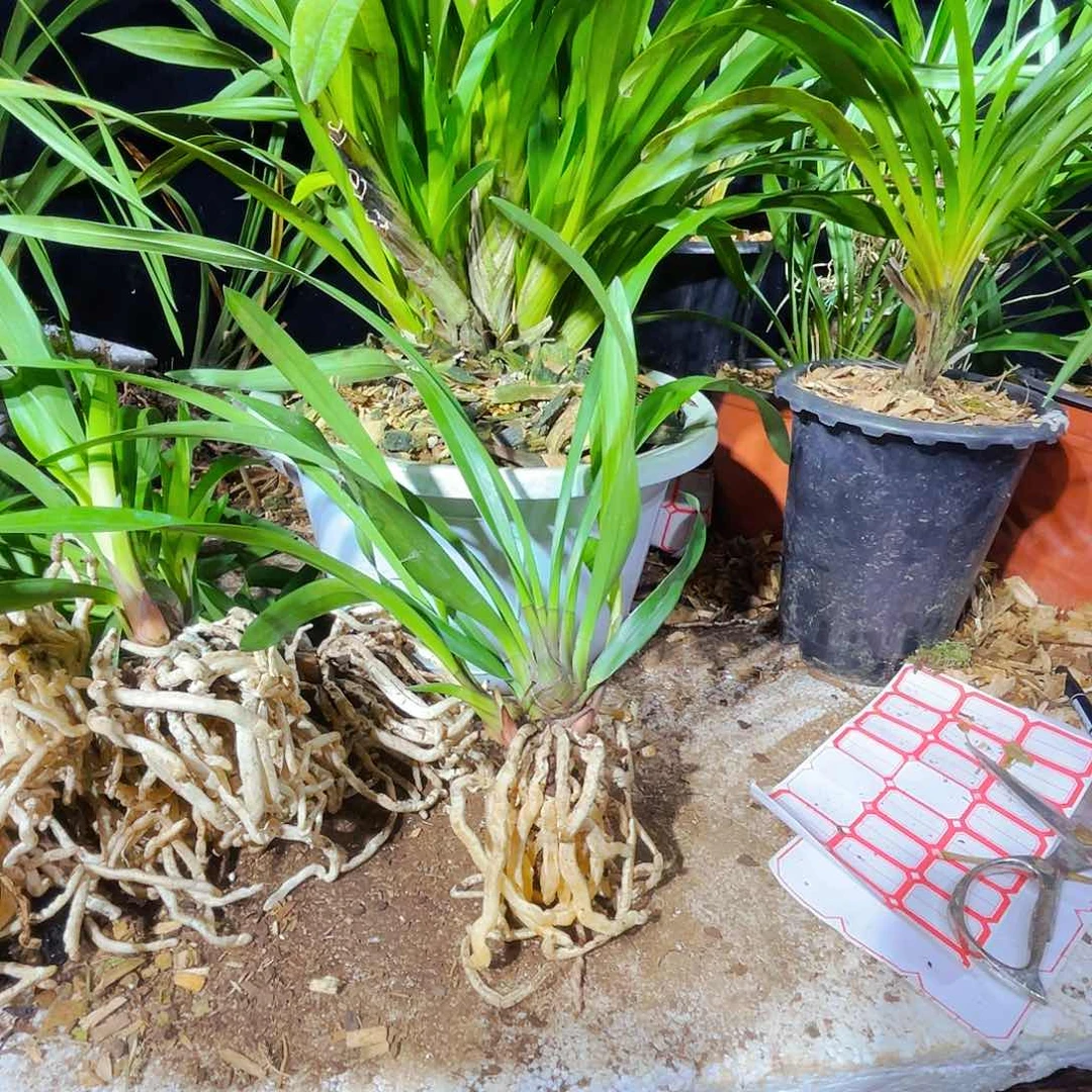 无花朵开花结果了吗我的宝儿