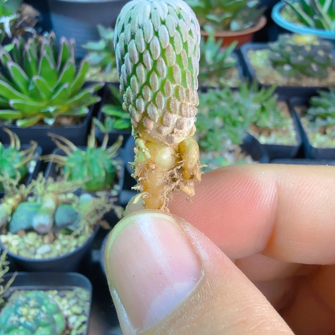精巧丸多肉植物多肉植物