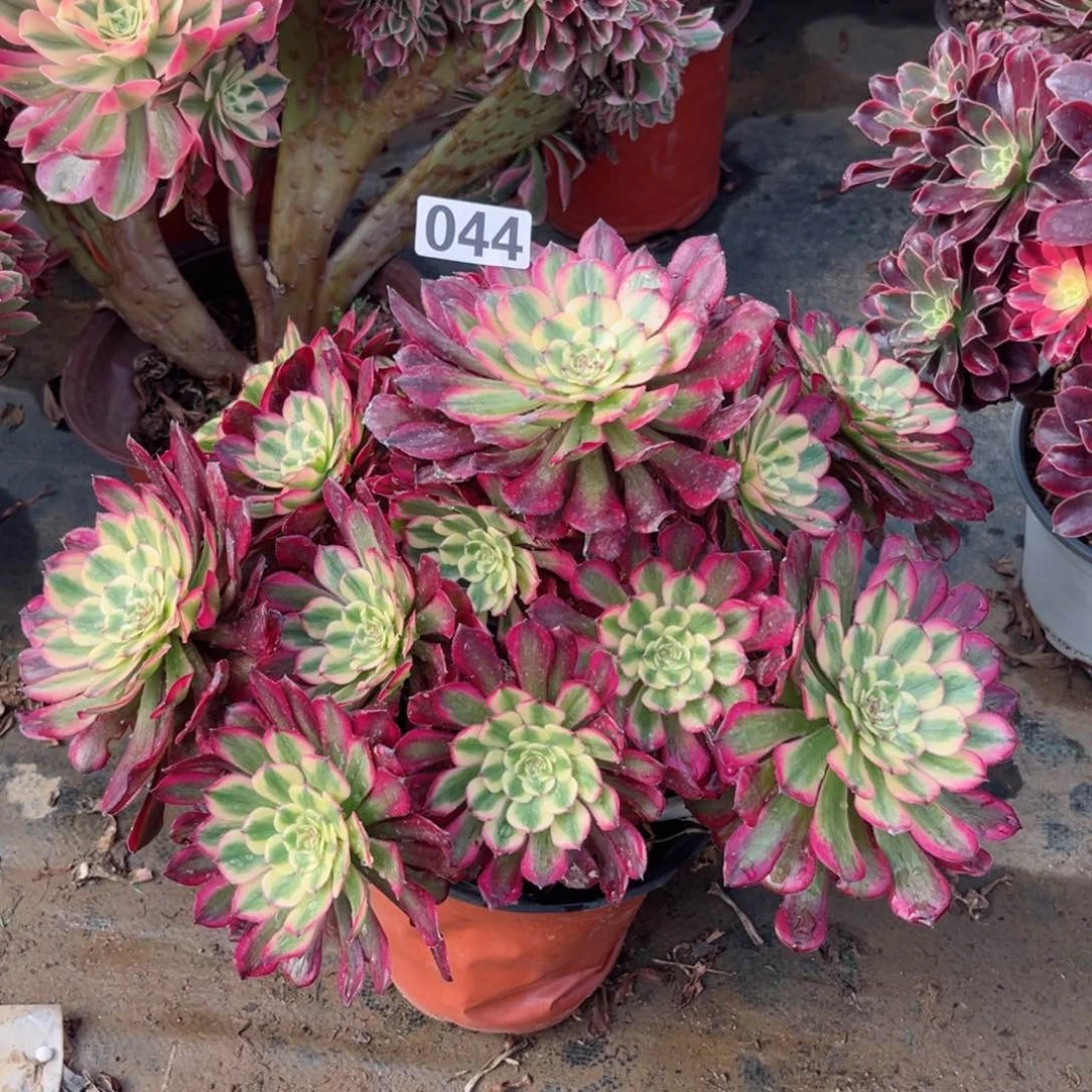 善***言044月蝉法师多肉植物