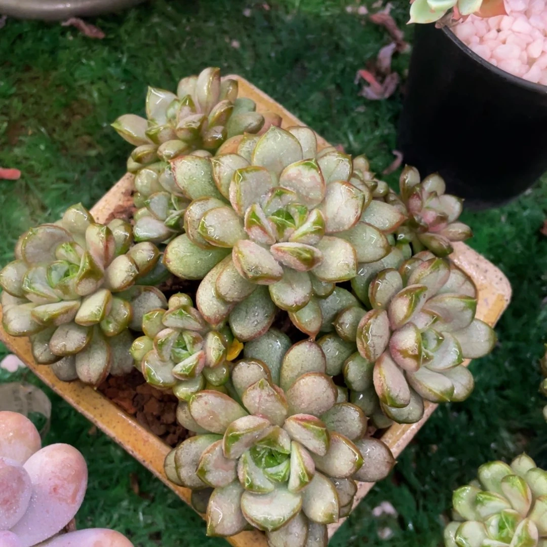 多肉植物盆栽多肉