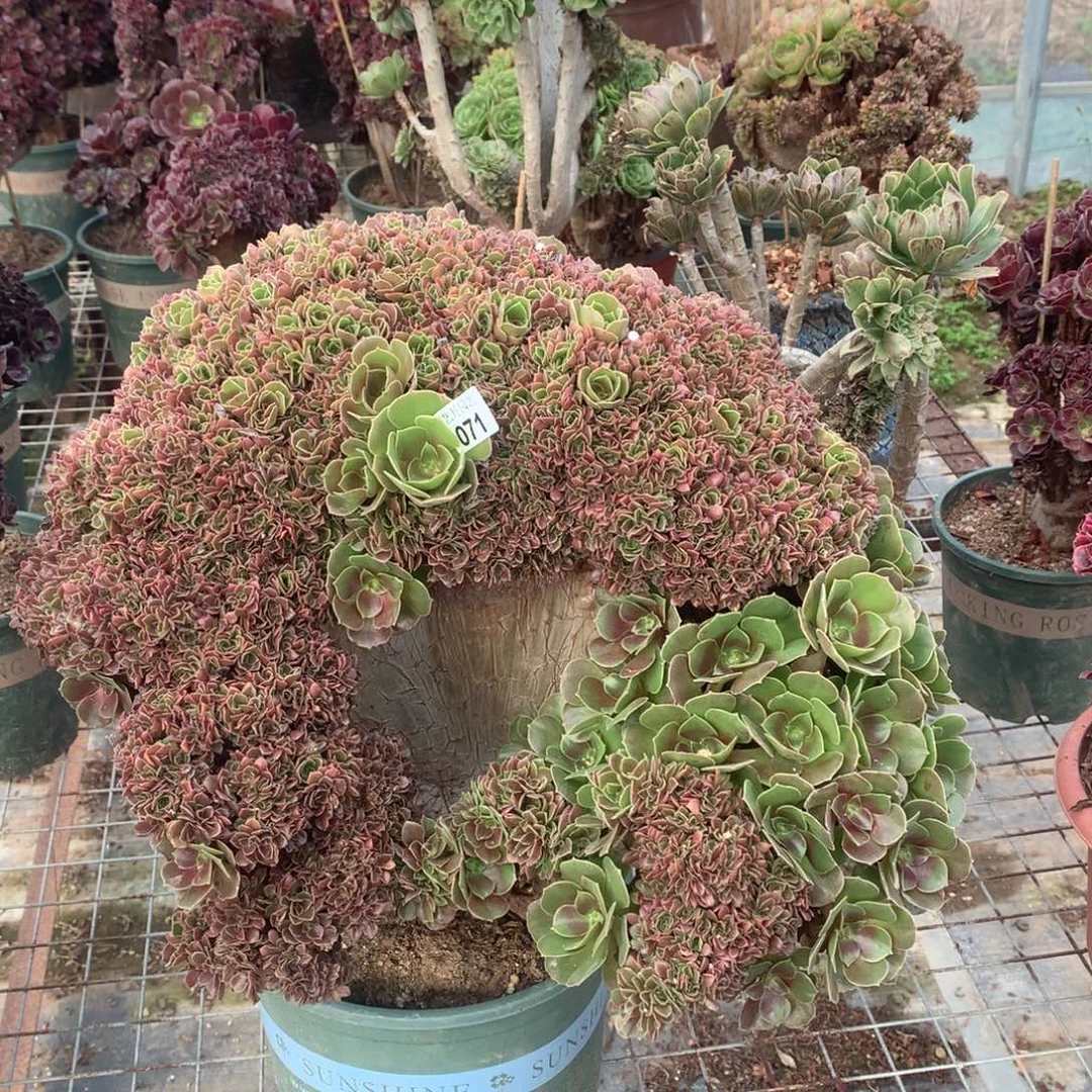 071玫瑰朵朵一颗小脚微瑕