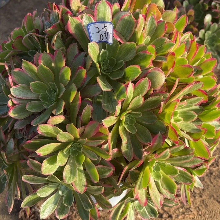 溜*青丝多肉断枝不包36