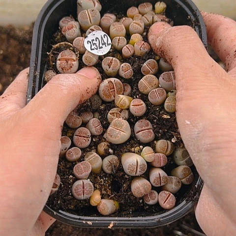 【闪购商品】25242