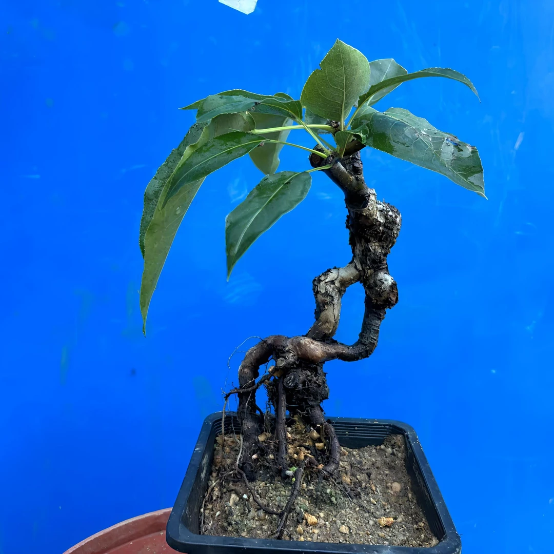 根艺老桩冬沙梨一物一拍