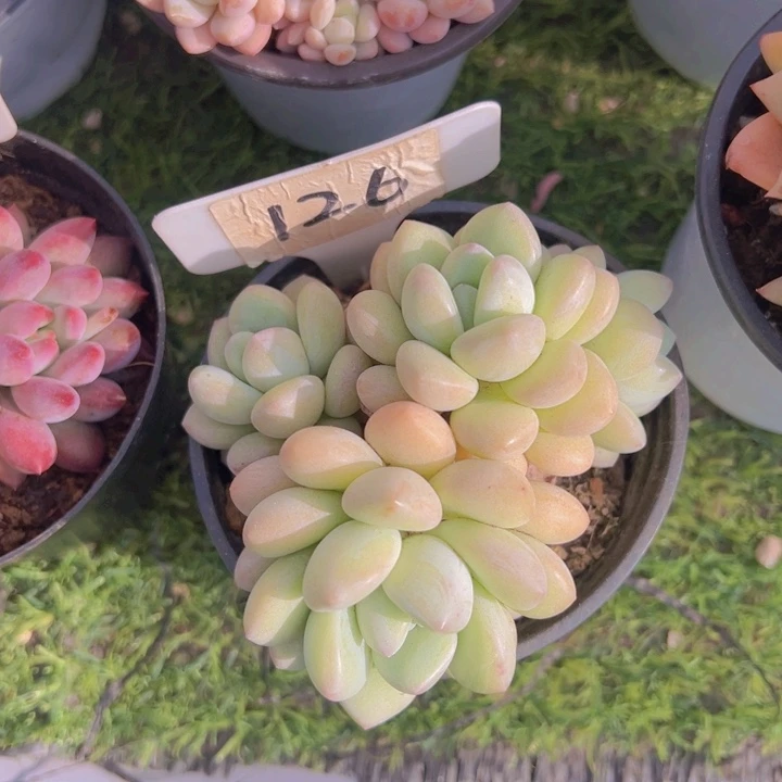 健健康康平平安安