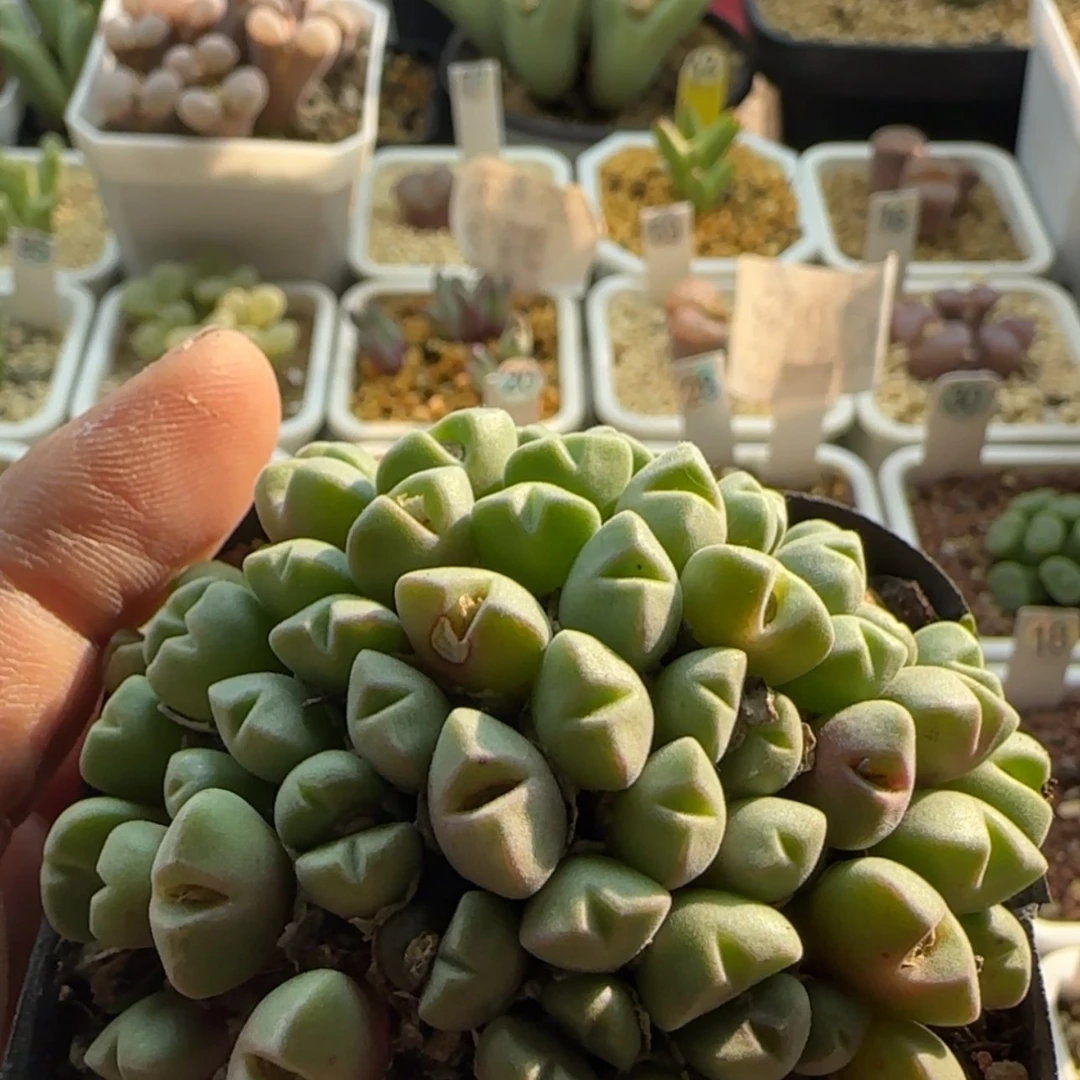 【闪购商品】1168米雏大群