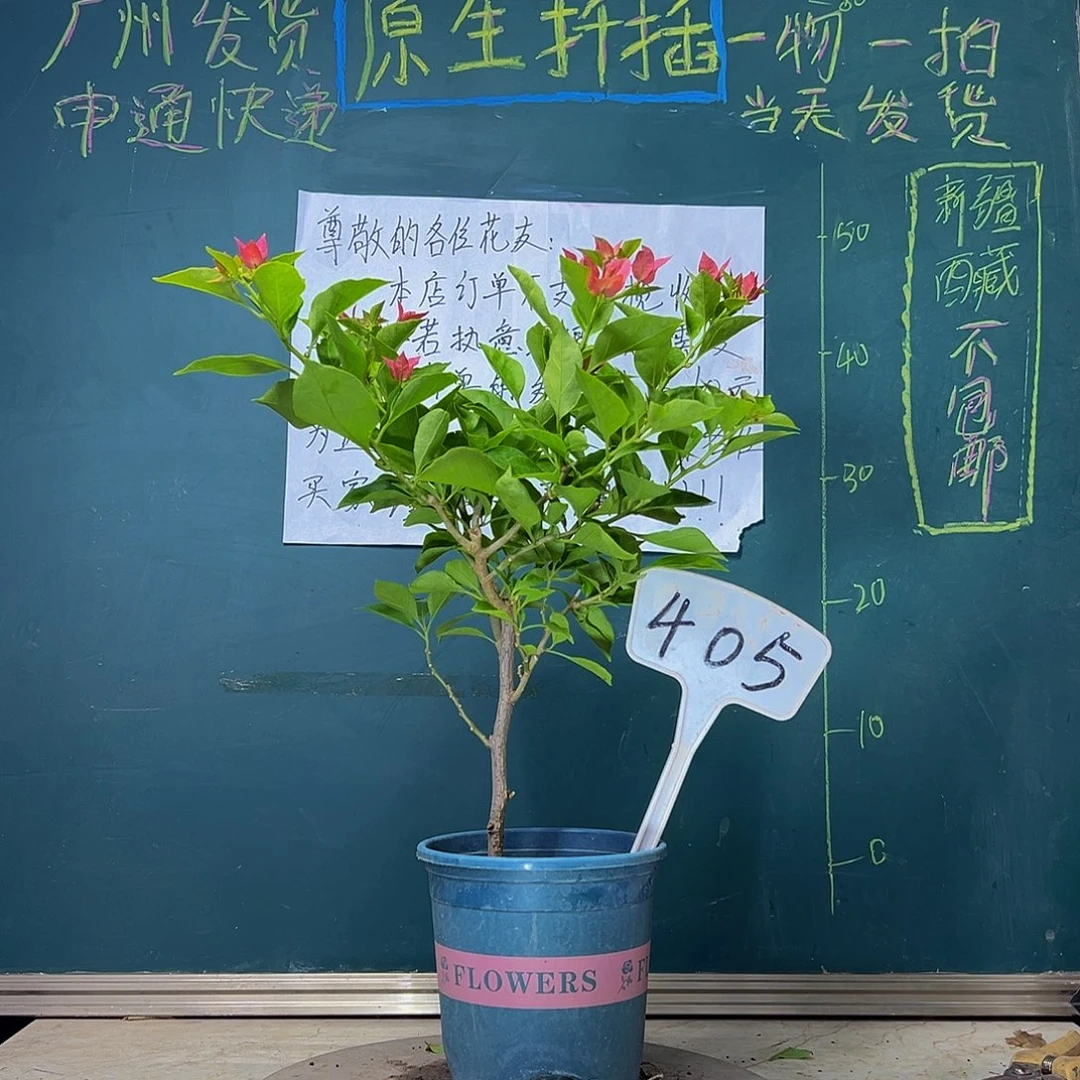 当前无花栽培后可以开花佩德罗 405