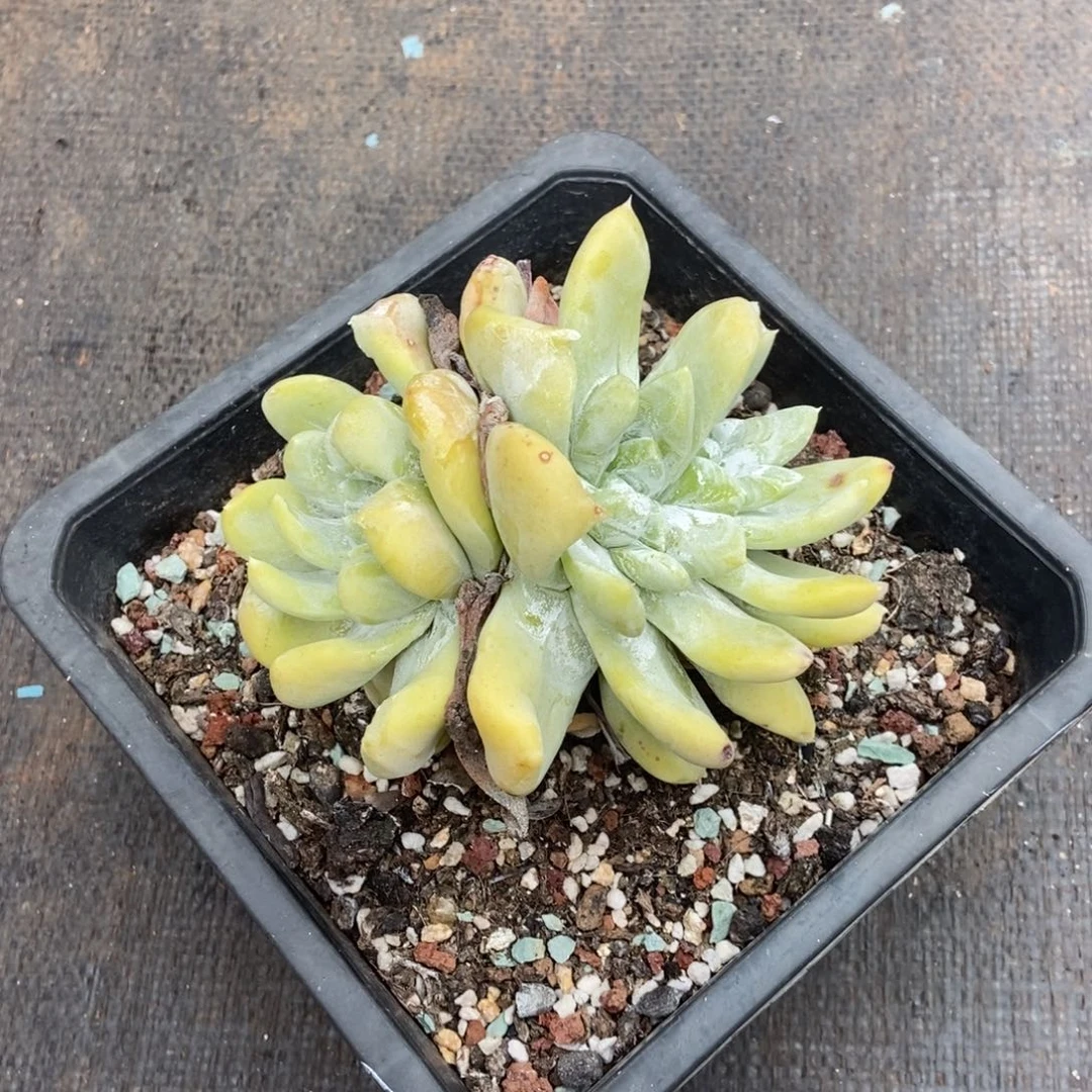 拇指多肉植物啦啦啦
