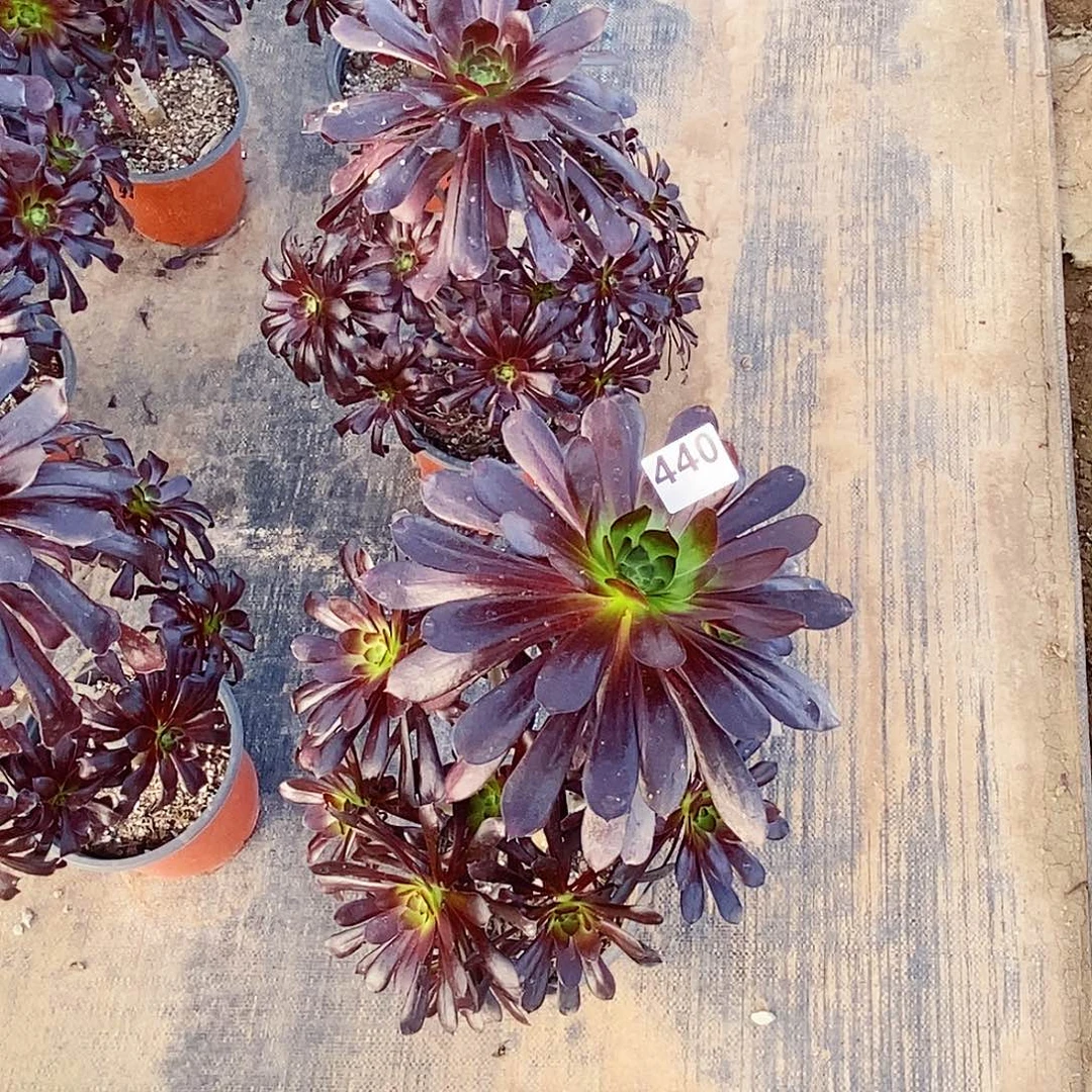 440魔法师高度40公分