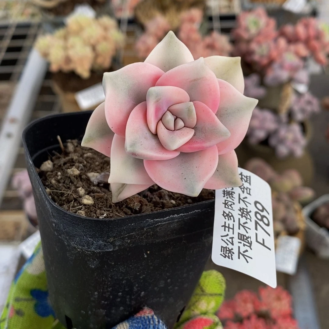 彩虹锦789/3cm多肉