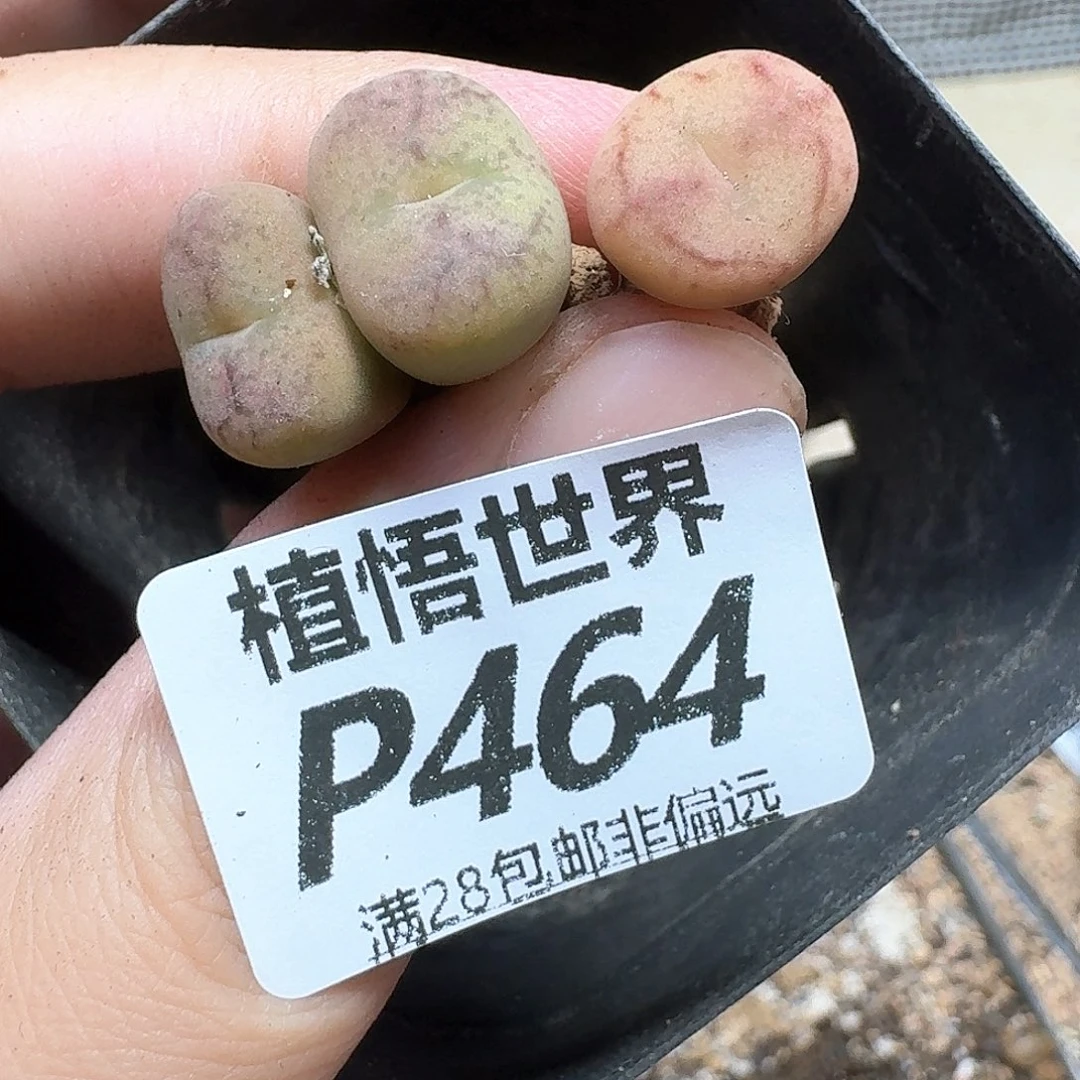 多肉植物的动作地方