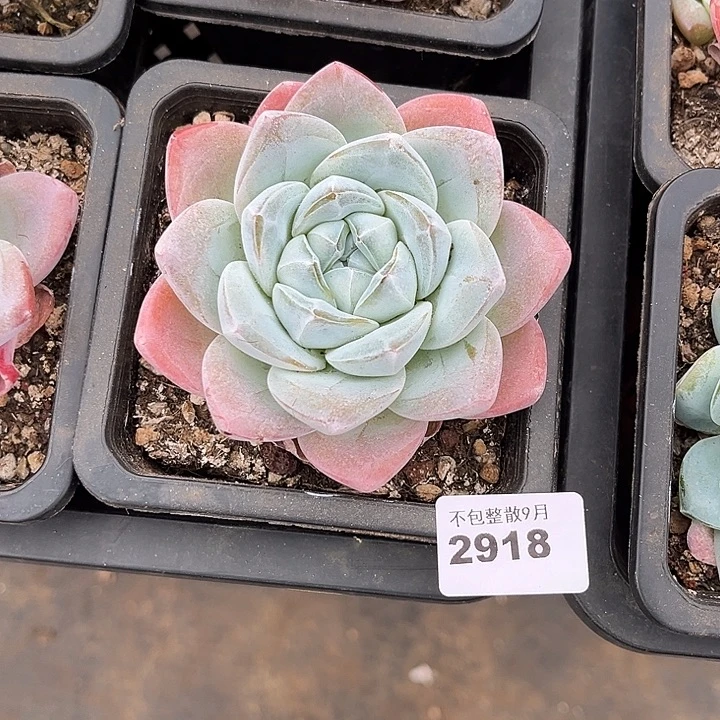 阿雅园艺。          2918
