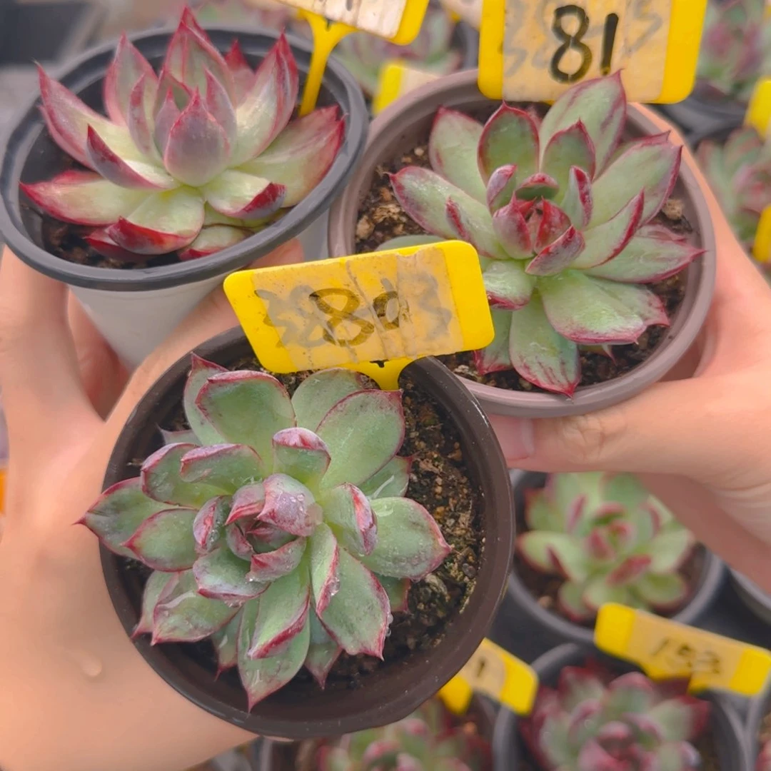 燕**肉80-81-97 惊鸿单头多肉