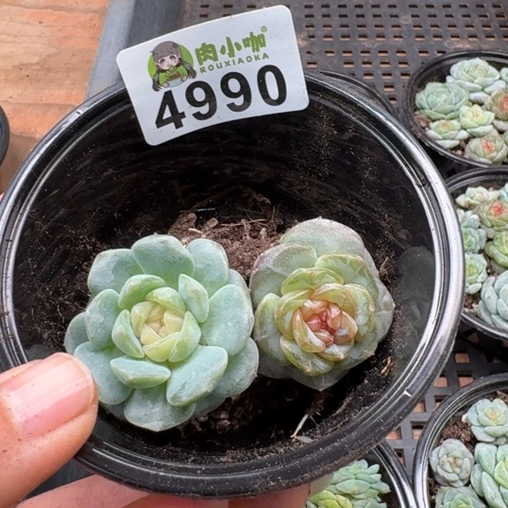 多肉植物多肉植物
