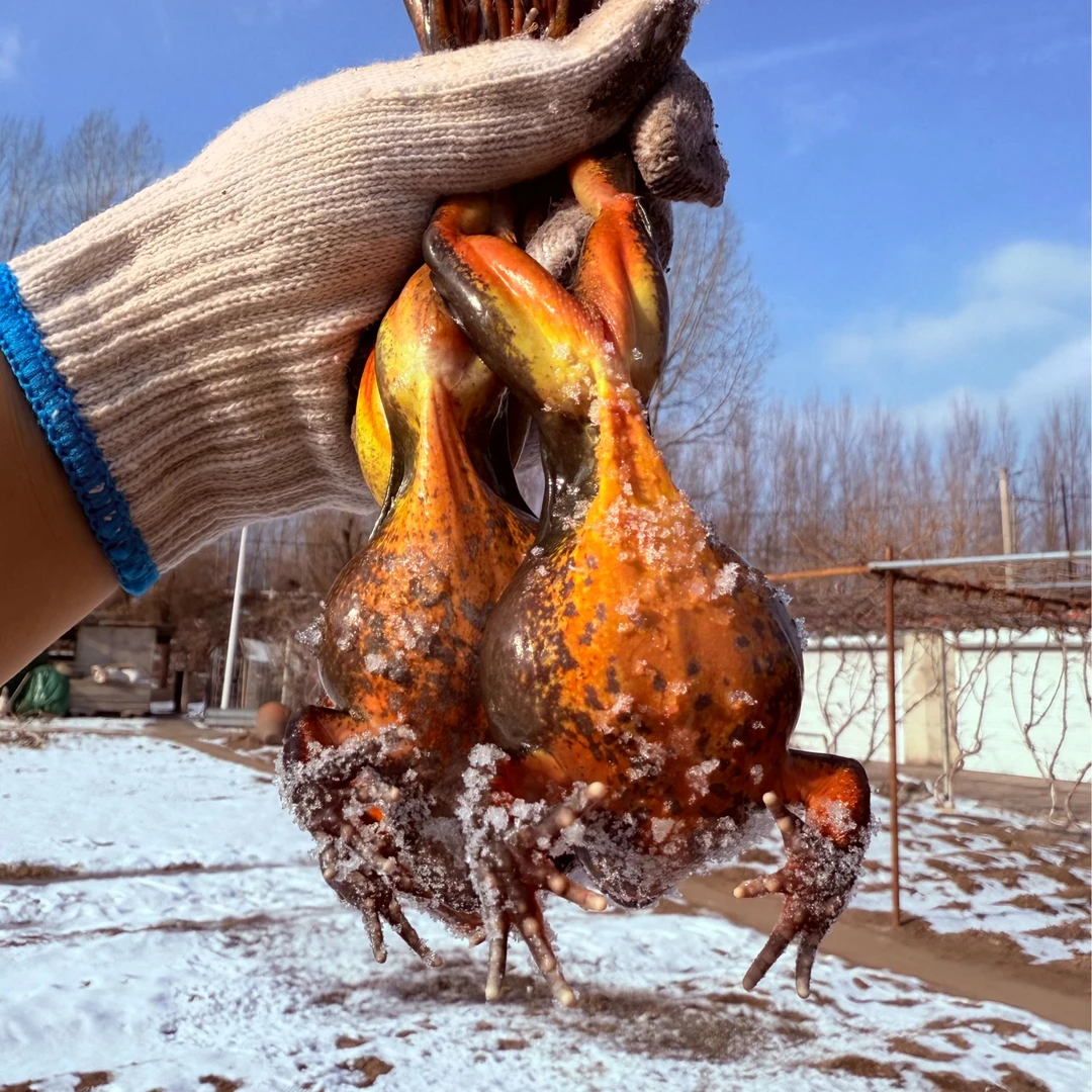 【特价鲜活大母豹】母蛤蟆河鲜满籽满油母豹子送东北大酱