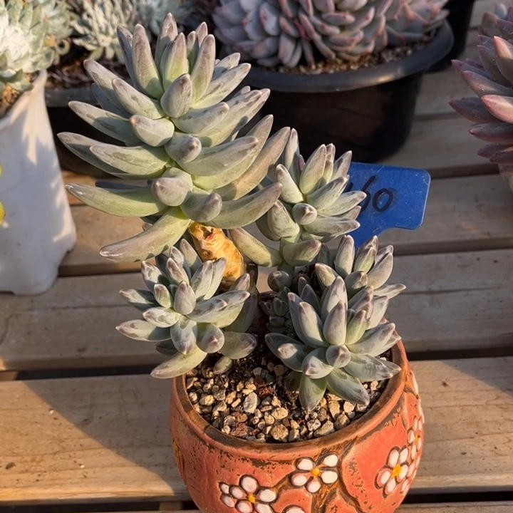 乌拉克拉多肉植物1 6 0