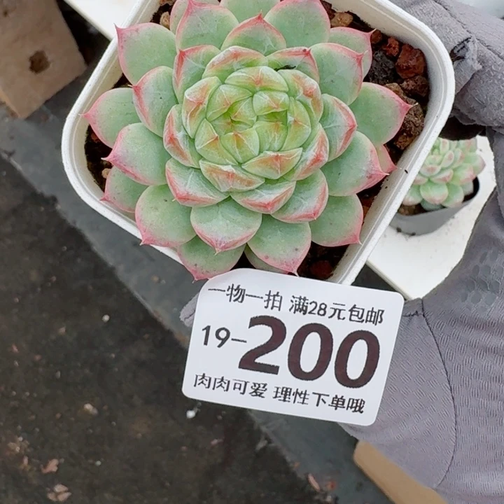 优选珍妮无盆土发货无盆