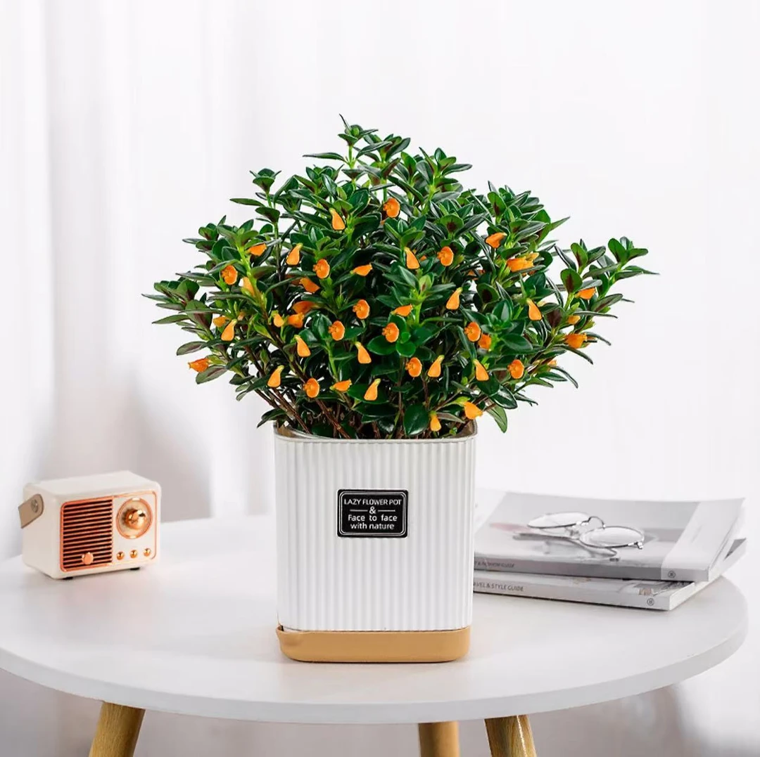 【现货】金鱼吊兰盆栽室内客厅懒人绿植花卉四季常青好养可开花植物