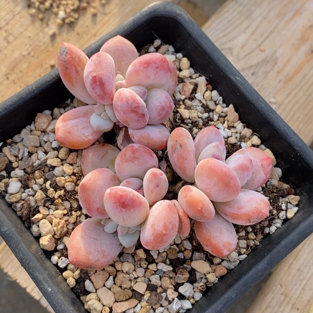 可问主播品种，下滑链接更多品种多肉植物选择