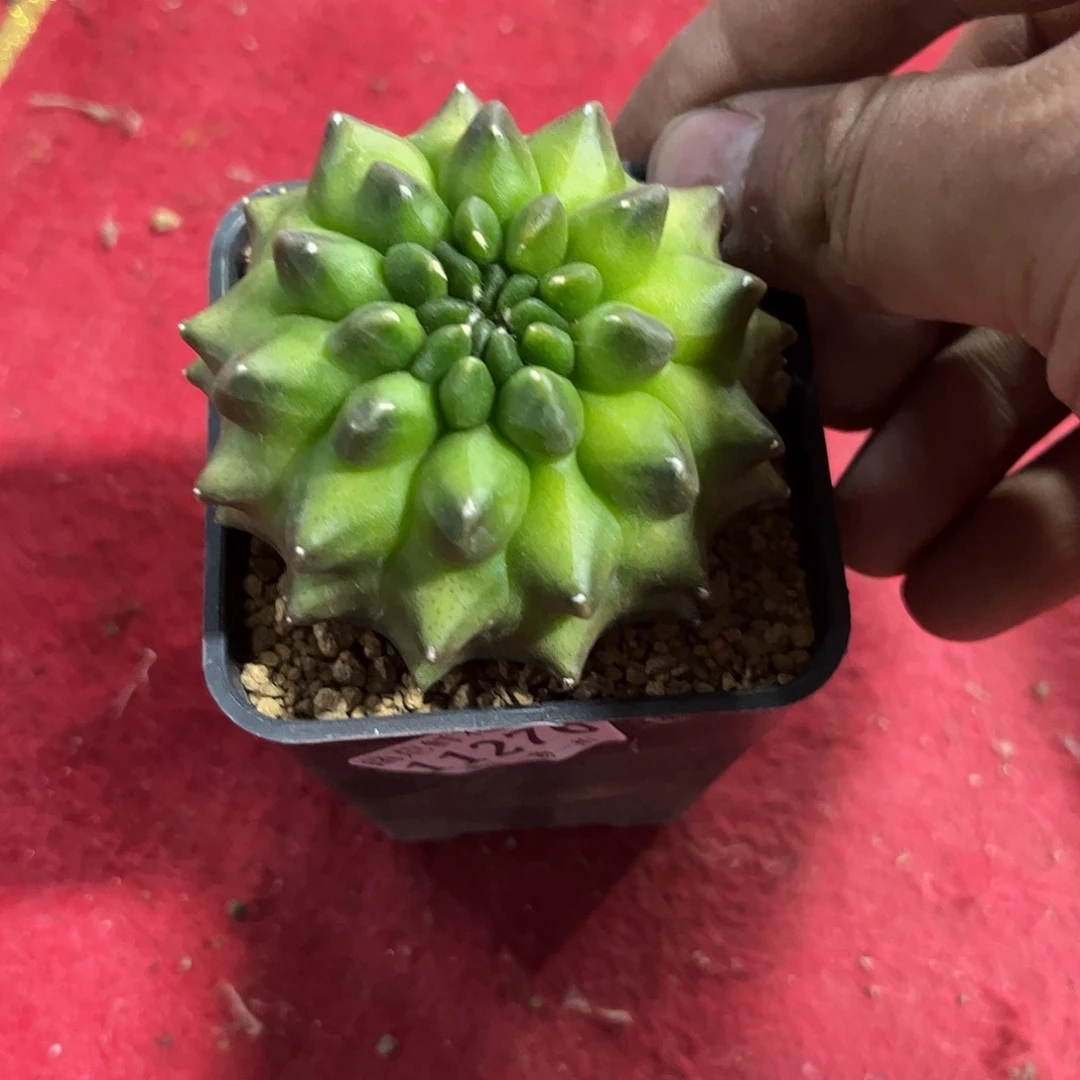 9****111276一物一拍单头发货