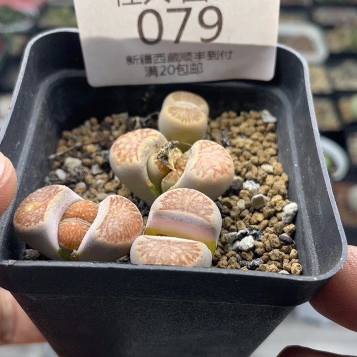 佳人园艺 上福利啦菊079