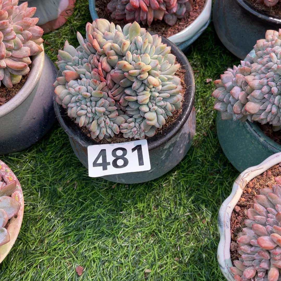 火***炎481号188。    9999966699