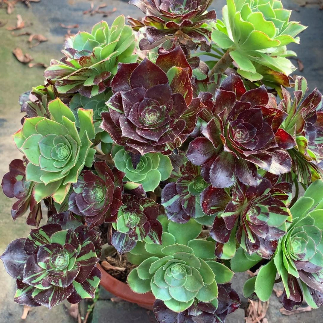 花无缺，多肉植物的