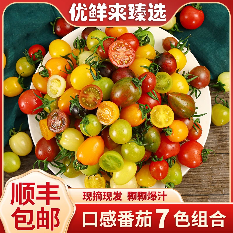 【小番茄盲盒系列】多色小番茄 5~8种颜色随即发 现摘现发顺丰包邮
