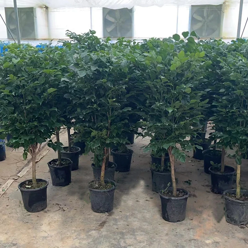 【昊森绿植】大盆棒棒糖糖幸福树 带盆高100-120cm 四季常青