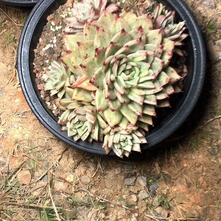 百*果86///////////