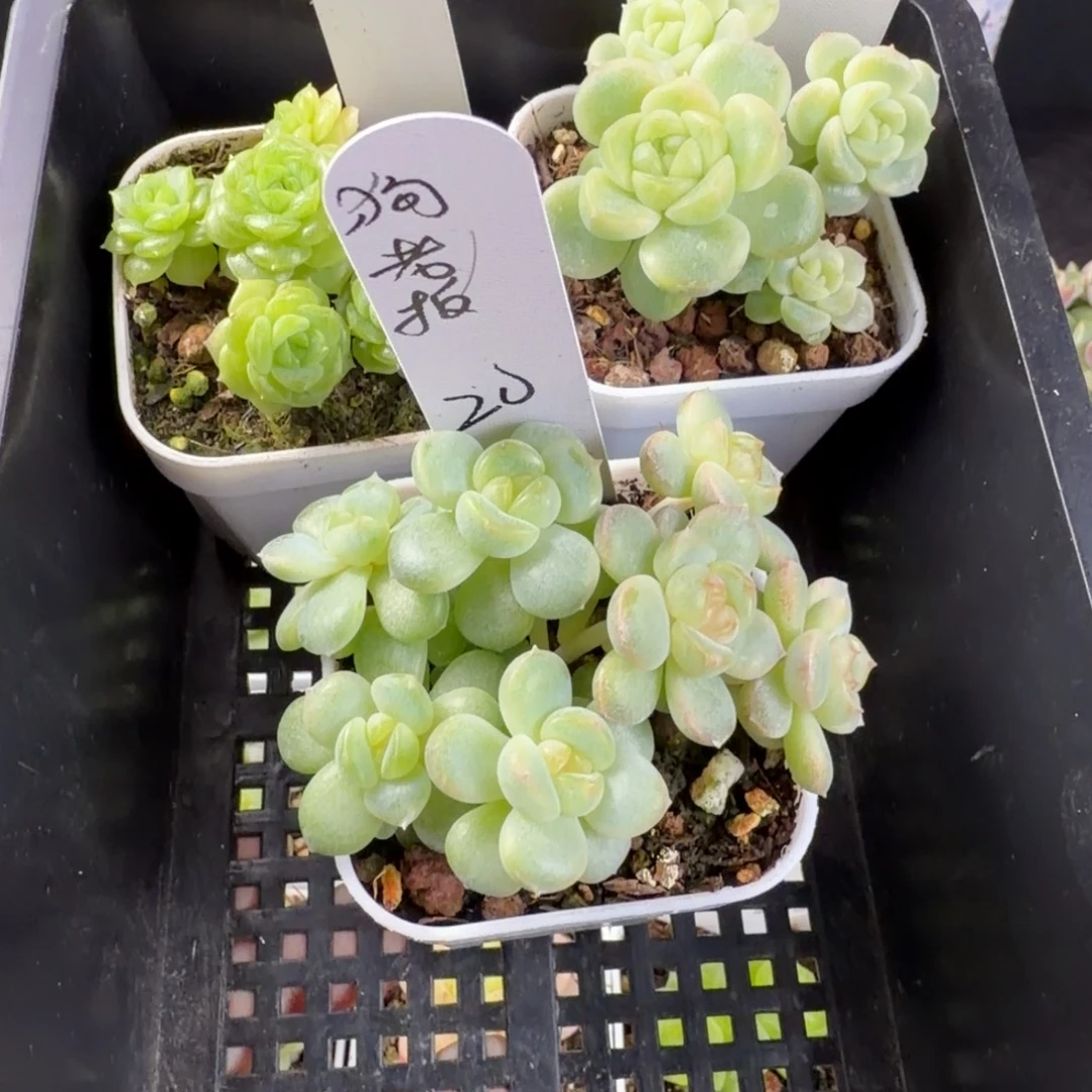 狗***板狗老板三颗一组包邮