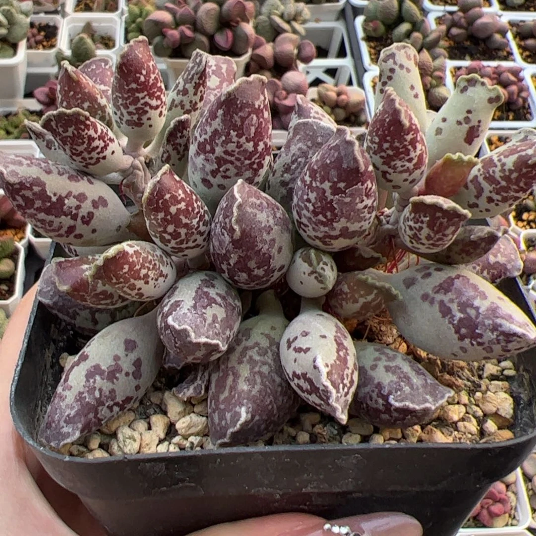 十方盆三代紫海豹多肉植物