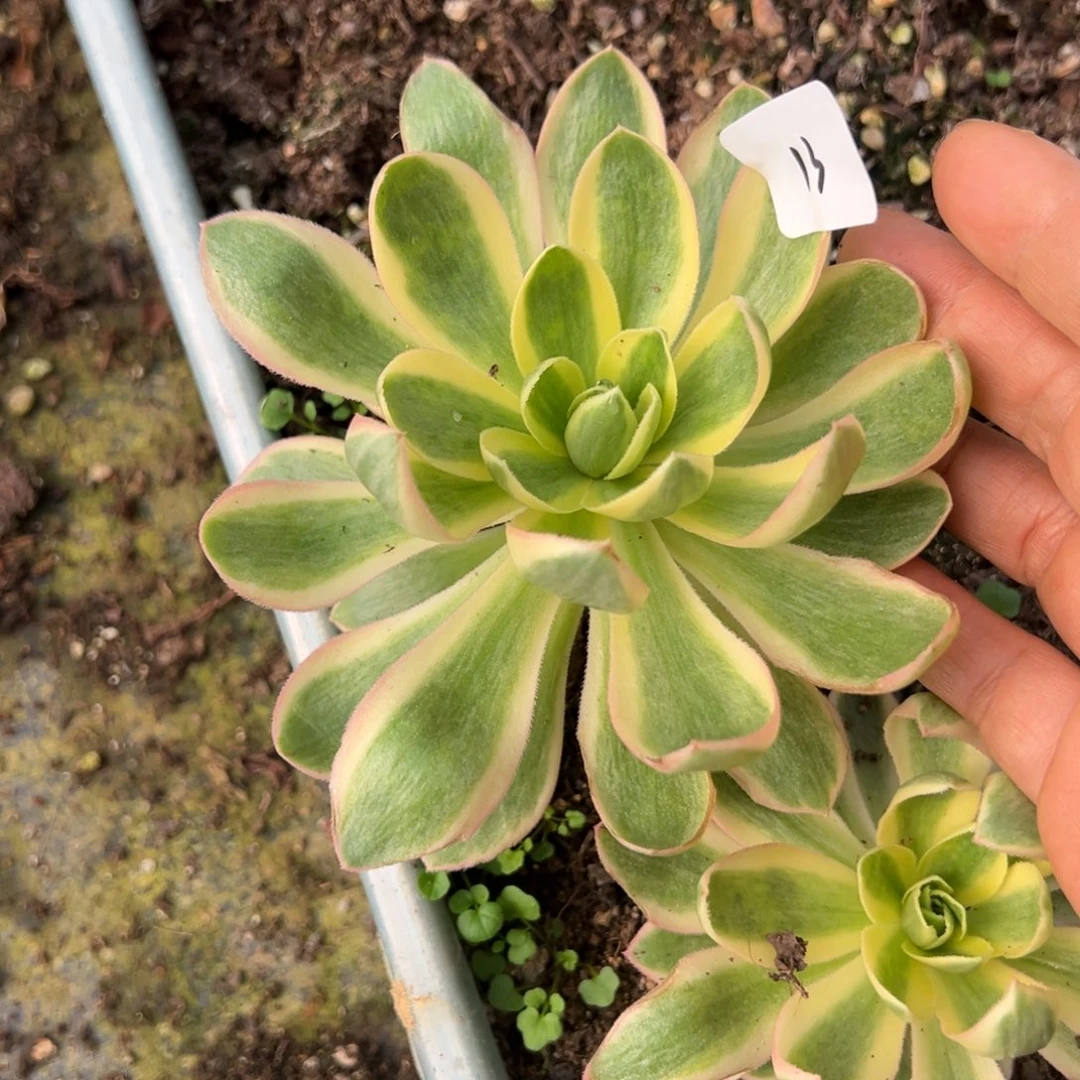 20包邮13青连一颗5多肉