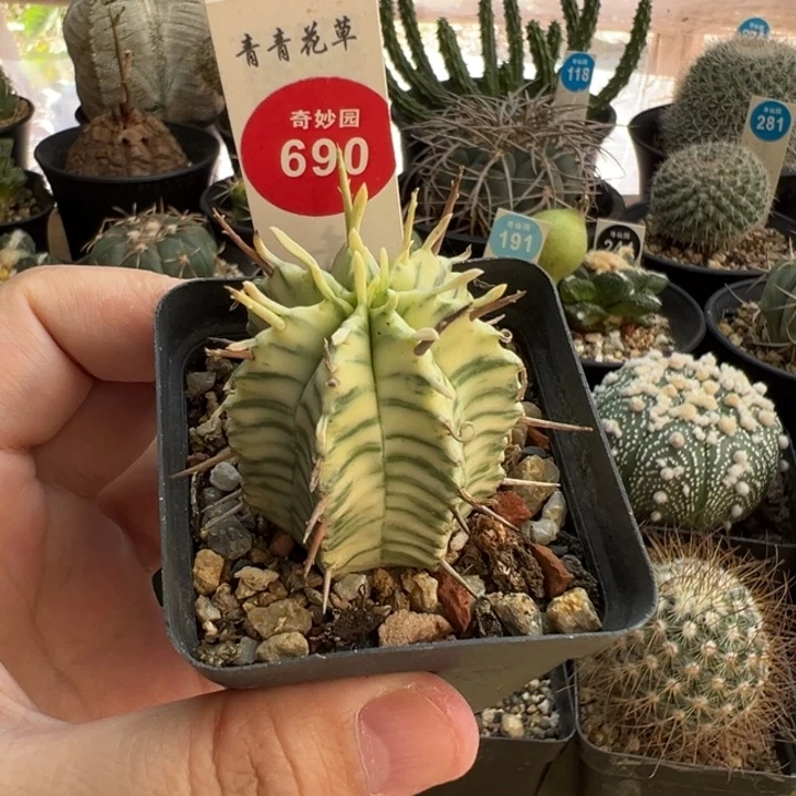 强刺斑马锦3.4cm一棵仙人球
