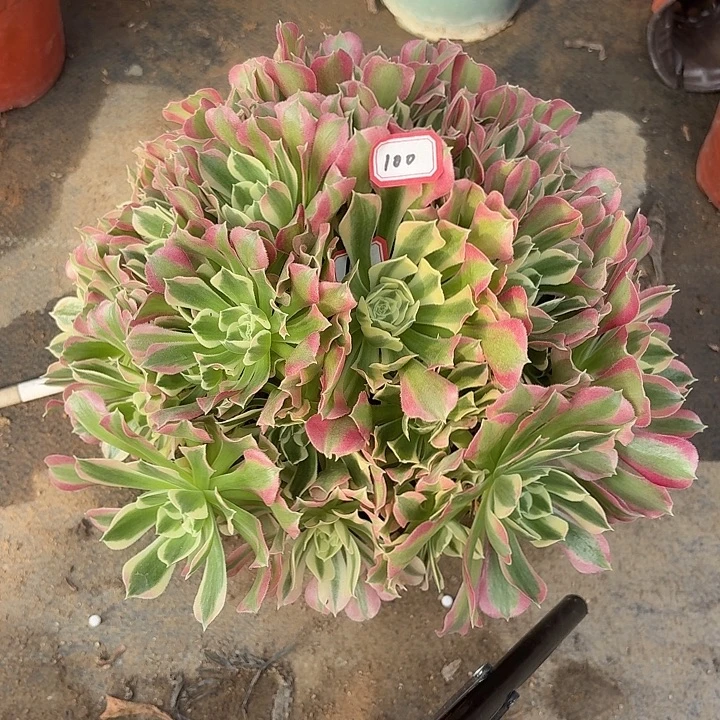 白凤多肉植物法师100多肉