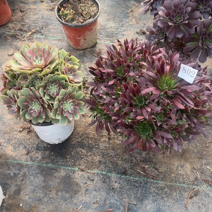 802孔雀➕莲花座包邮。