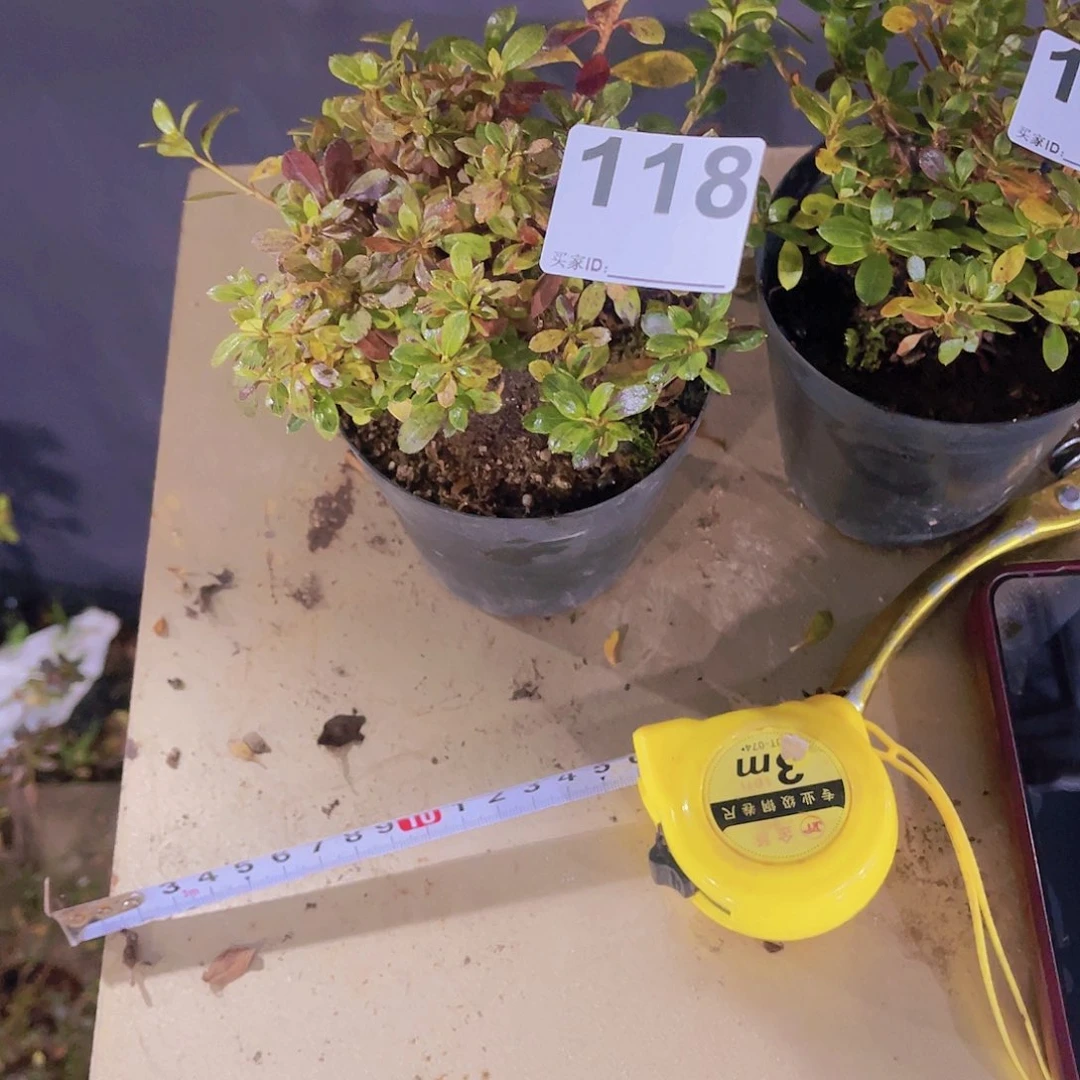 红陶直播时间一定一个