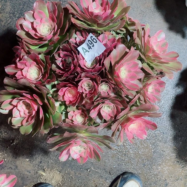 多肉香妃法师锦华496