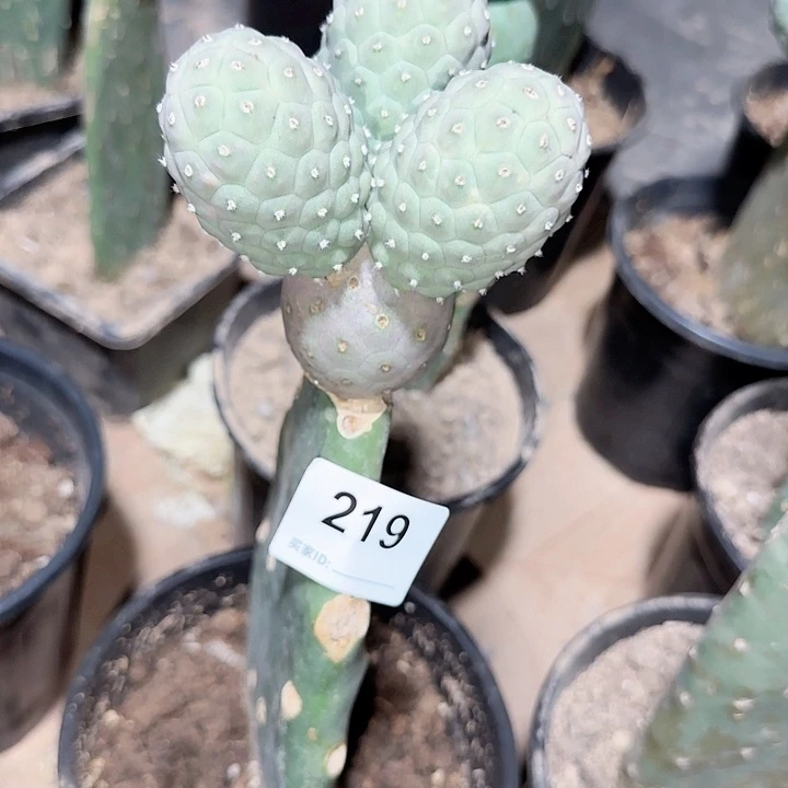 巨型紫皮月球坑一代嫁接219